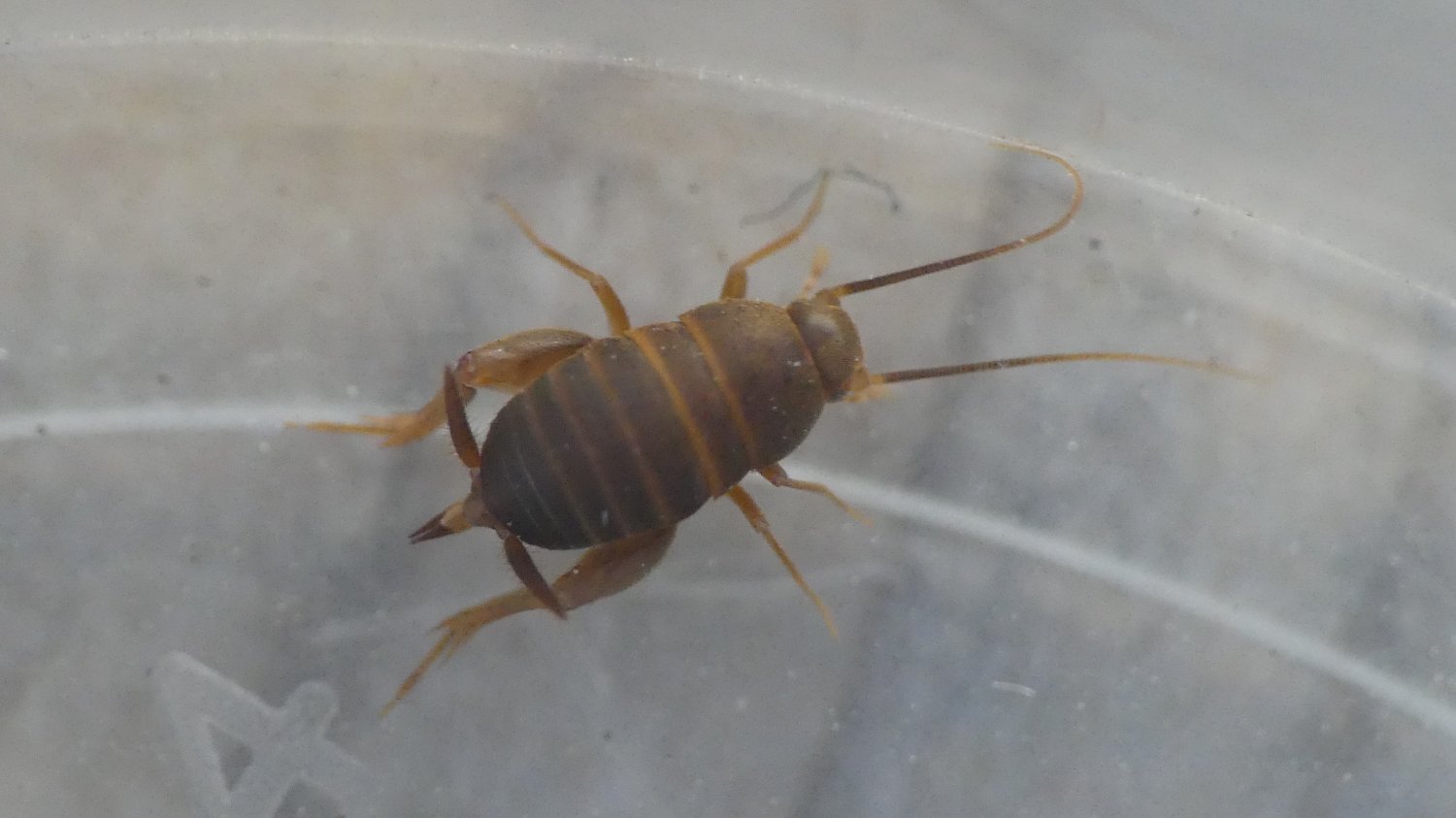 Réf. 322242 — INSECTA > Orthoptera > Myrmecophilidae > Myrmecophilus